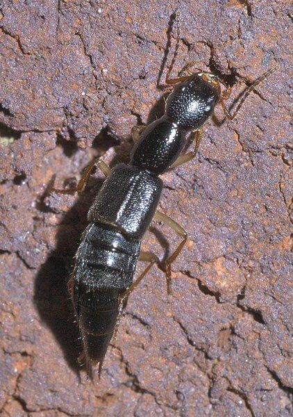 File:Homaeotarsus P1600881a.jpg