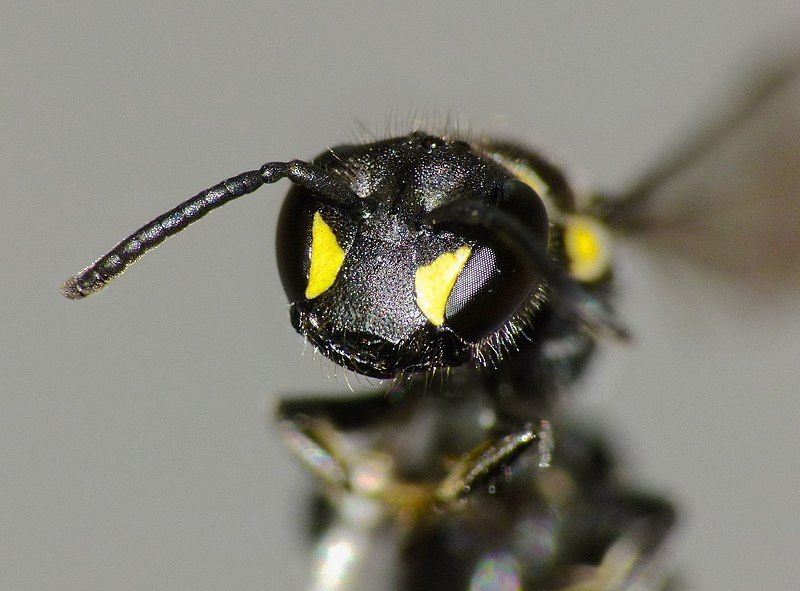 File:Hylaeus relegatus 12232808.jpg