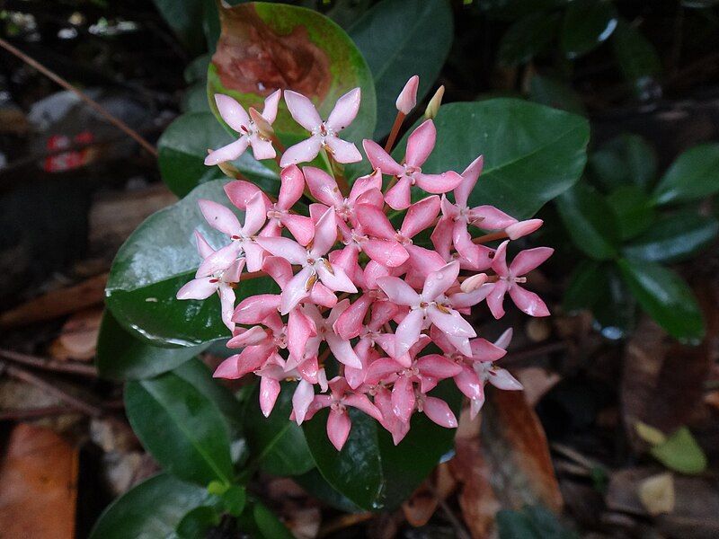 File:Ixora (pink).JPG