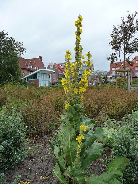 File:Kleinblütige Königskerze.JPG