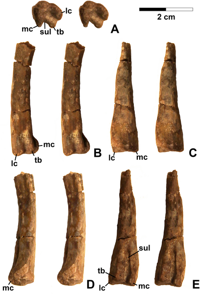 File:Kwanasaurus distal femur.png