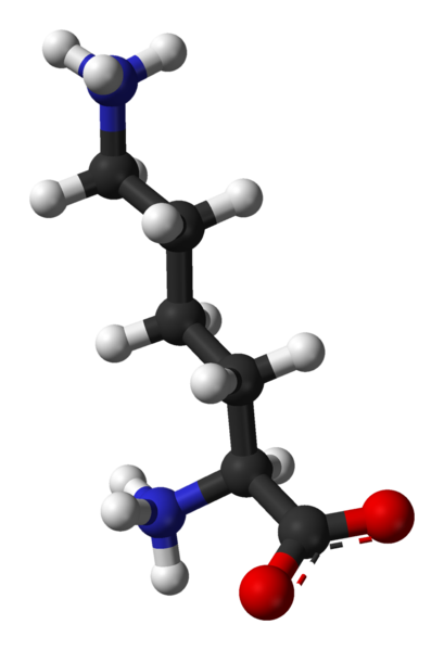 File:L-lysine-monocation-from-hydrochloride-dihydrate-xtal-3D-balls.png