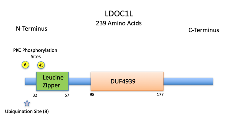 File:LDOC1L Protein Annotation.png