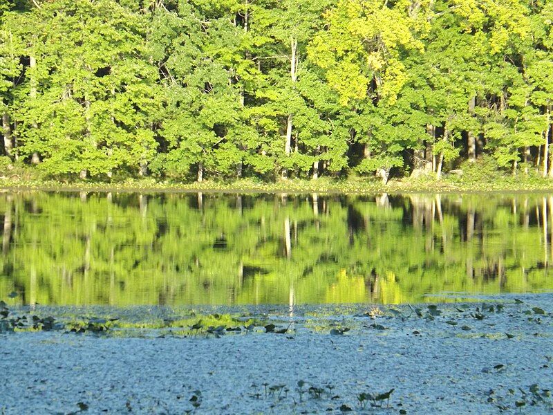 File:Lake Towhee reflection.jpg