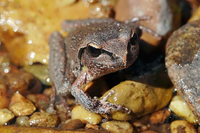 File:Lesueurs Frog03.jpg