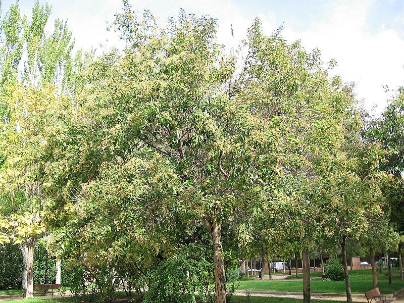 File:Ligustrum japonicum 01.jpg