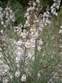 Linaria repens