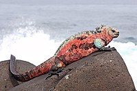 A. c. venustissimus on Española Island