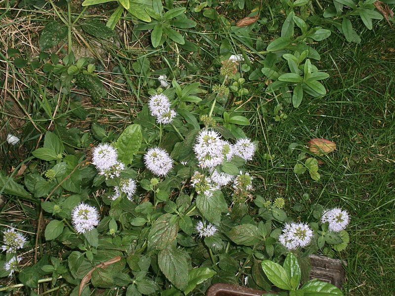 File:Mentha aquatica000.jpg