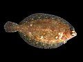 Lemon sole, Microstomus kitt