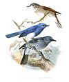 Below, with brown-breasted flycatcher and black-naped monarch