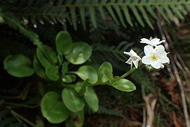 Myosotis pansa