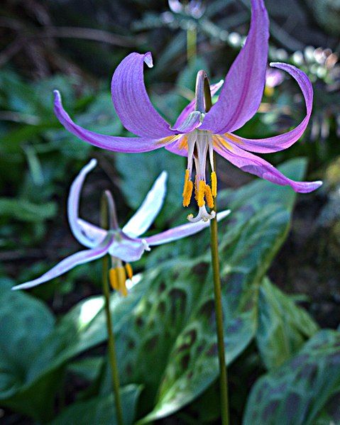 File:N20150319-0024—Erythronium revolutum—RPBG (16245943554).jpg