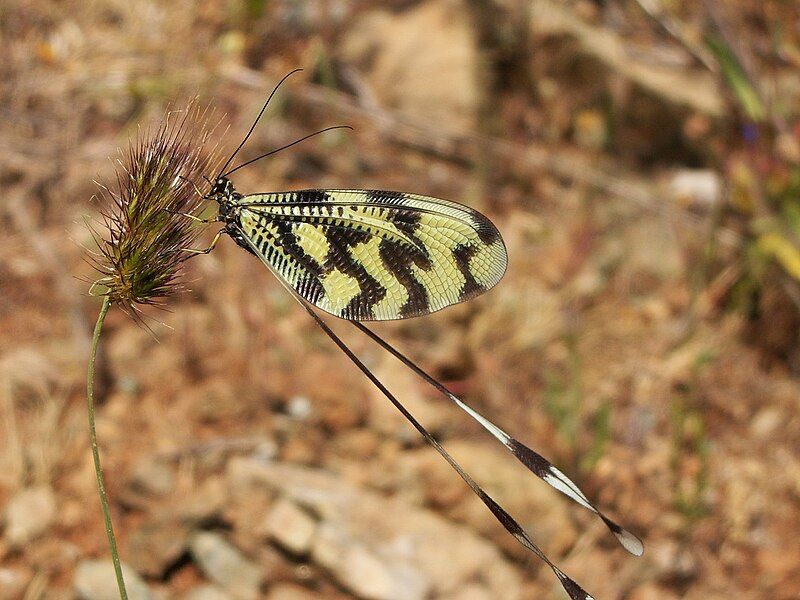 File:Nemoptera sinuata1.jpg