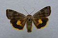 Lesser broad-bordered yellow underwing Noctua janthina Noctuinae