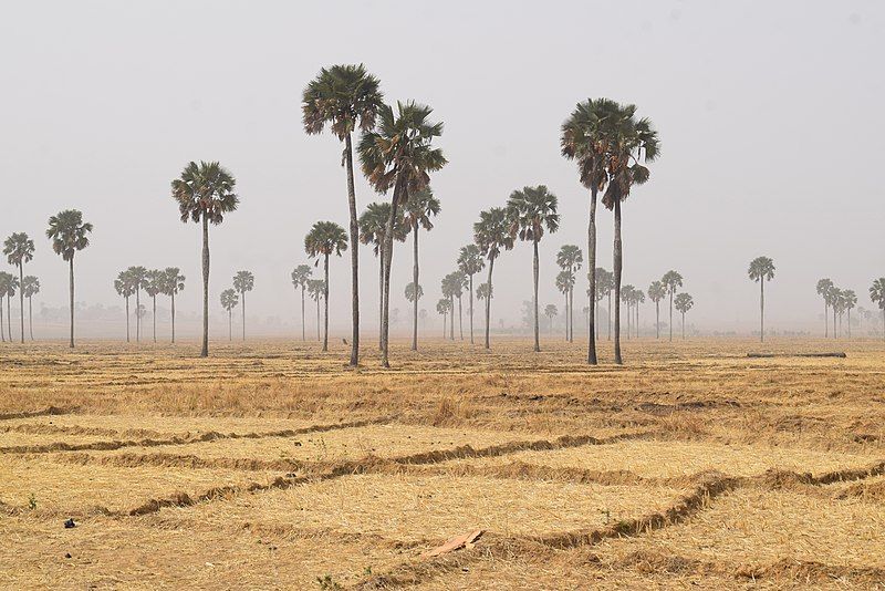 File:Palm grove.jpg