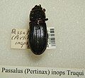 Passalus inops