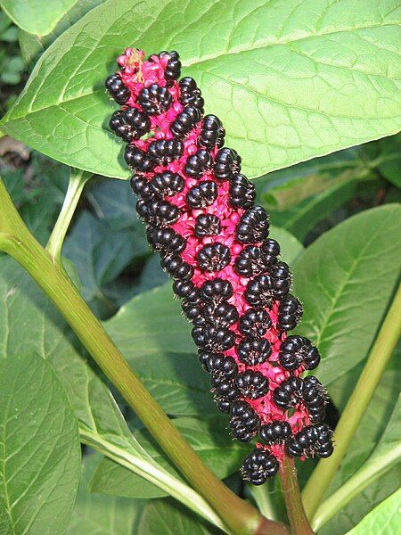 File:Phytolacca acinosa fruits01.jpg