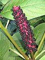 Phytolacca acinosa fruits