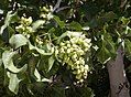 Pistacia vera 'Kerman'