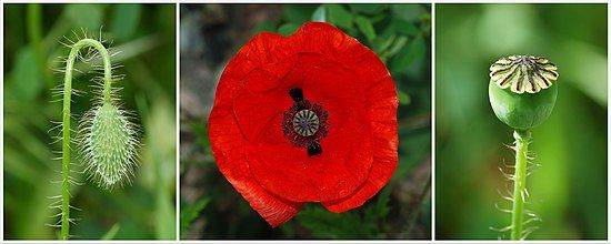 Papaver rhoeas