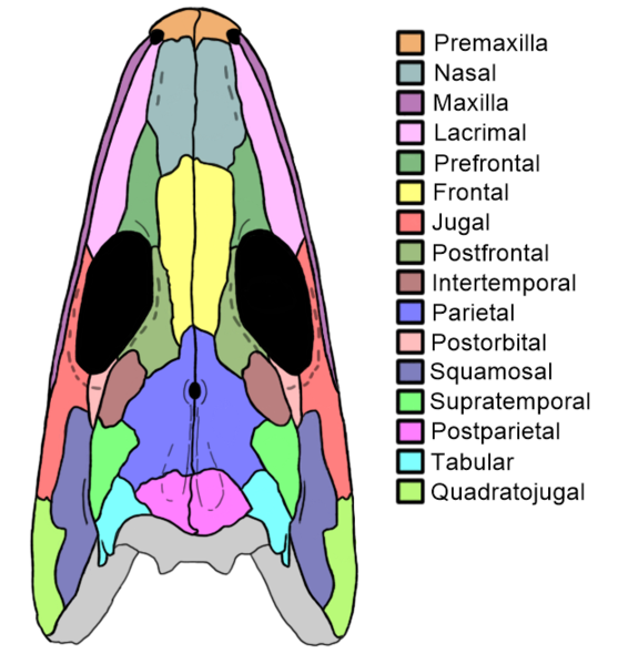 File:Proterogyrinus skull diagram.png