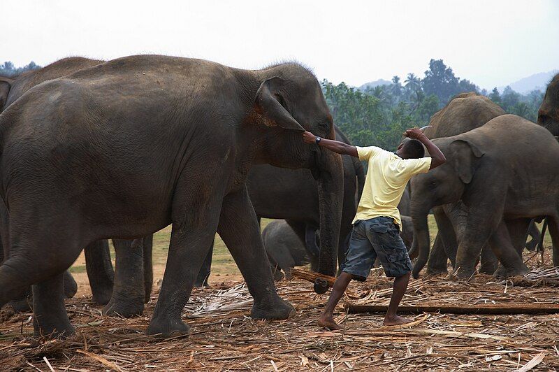 File:Pulling an elephant.jpg