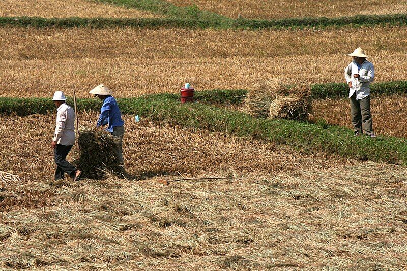 File:Quang Ngai farmers.jpg