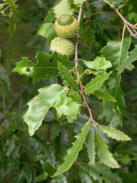 File:Quercus libani.jpg