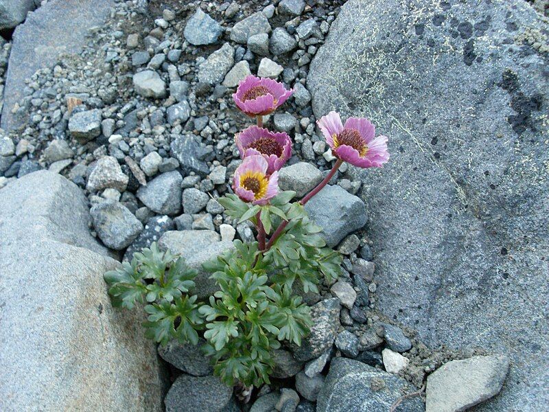 File:Ranunculus glacialis1.JPG