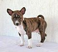 Image 35Basenji puppy (from Puppy)