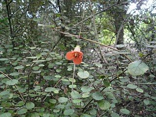 Rhabdothamnus solandri