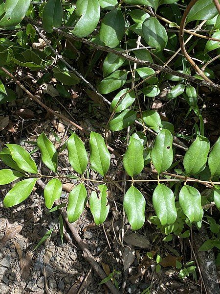 File:Ripogonum brevifolium.jpg