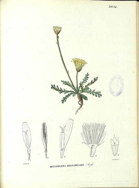 File:Rothmaleria gratensis drawing.jpg