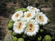 Saguaro flowers, Scottsdale, Arizona