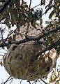 Nest of V. velutina about 30 feet up on a durian tree in Malaysia