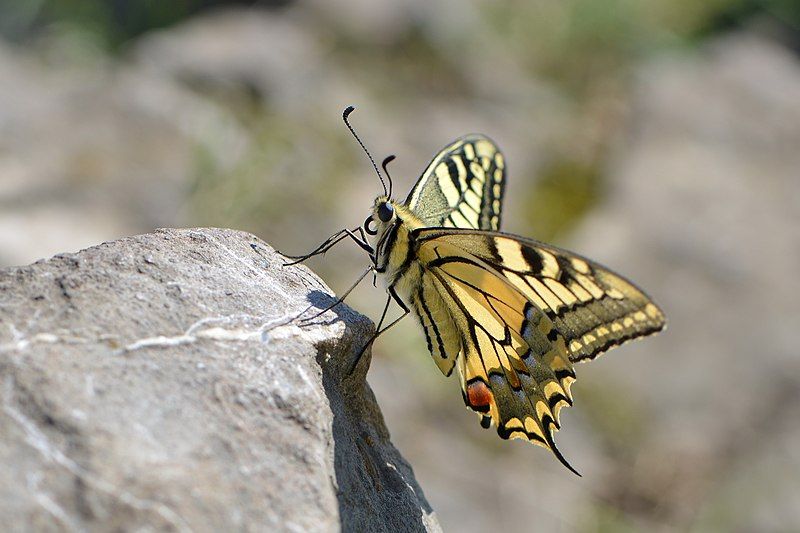 File:Schwalbenschwanz, Papilio machaon.jpg