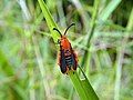 Sesiid moth