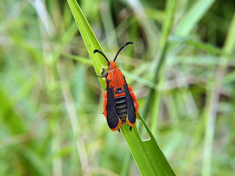 File:Sesiid moth (20497774532).jpg