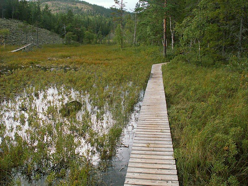 File:Skuleskogen Nationalpark swamp.jpg