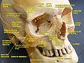 Orbital lamina of ethmoid bone