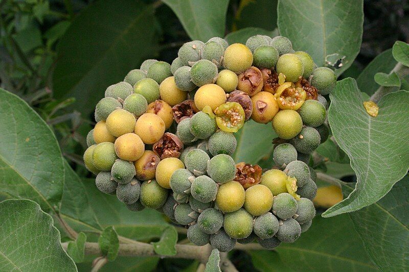 File:Solanum mauritianum07.jpg