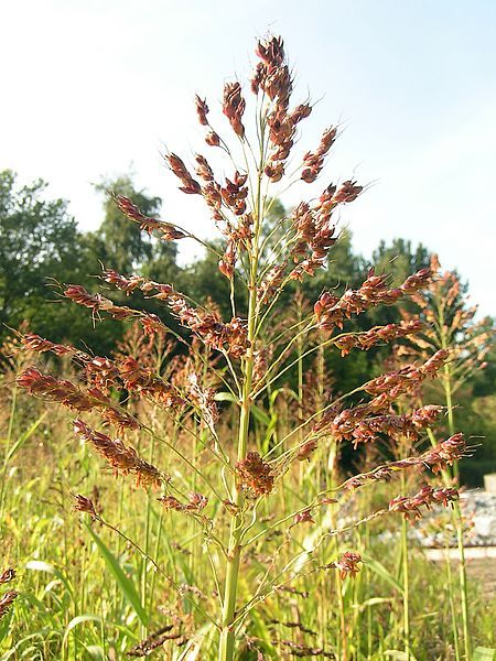 File:Sorghum durra01.jpg