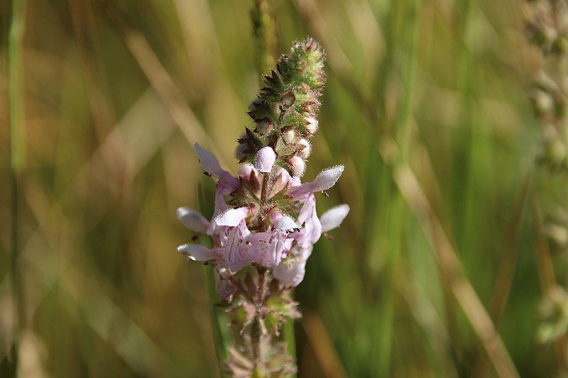 File:Stachys stebbinsii 86085514.jpg