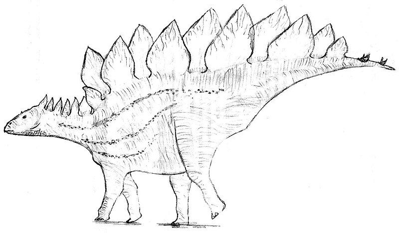 File:Stegosaurus armatus.jpg