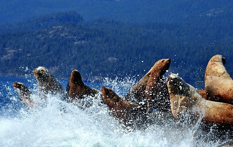 File:Stellars Sea Lions.jpg