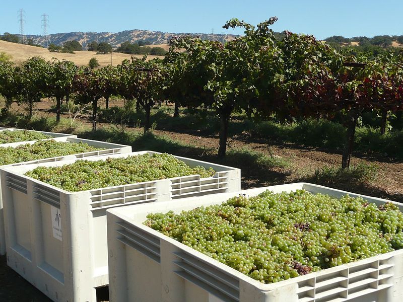 File:Suisun Valley grapes.jpg