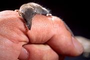 Gray shrew