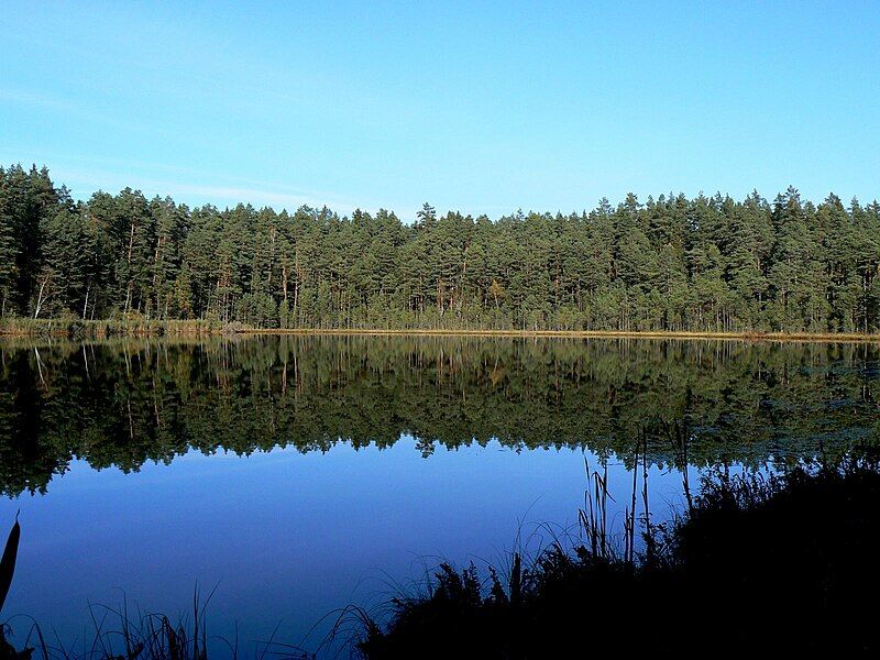 File:Suur umbjärv.jpg