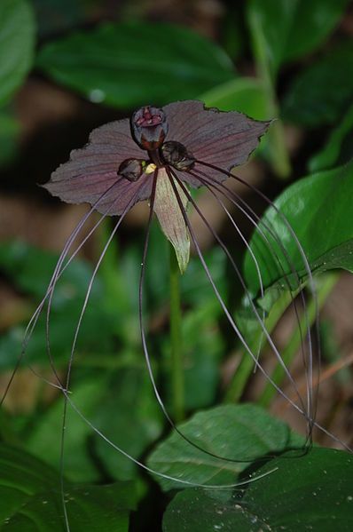 File:Tacca chantrieriRHu04.JPG